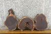 Thumbnail for 3- Black Walnut Round Cut Live Edge Craft Pack Wood Slabs 247