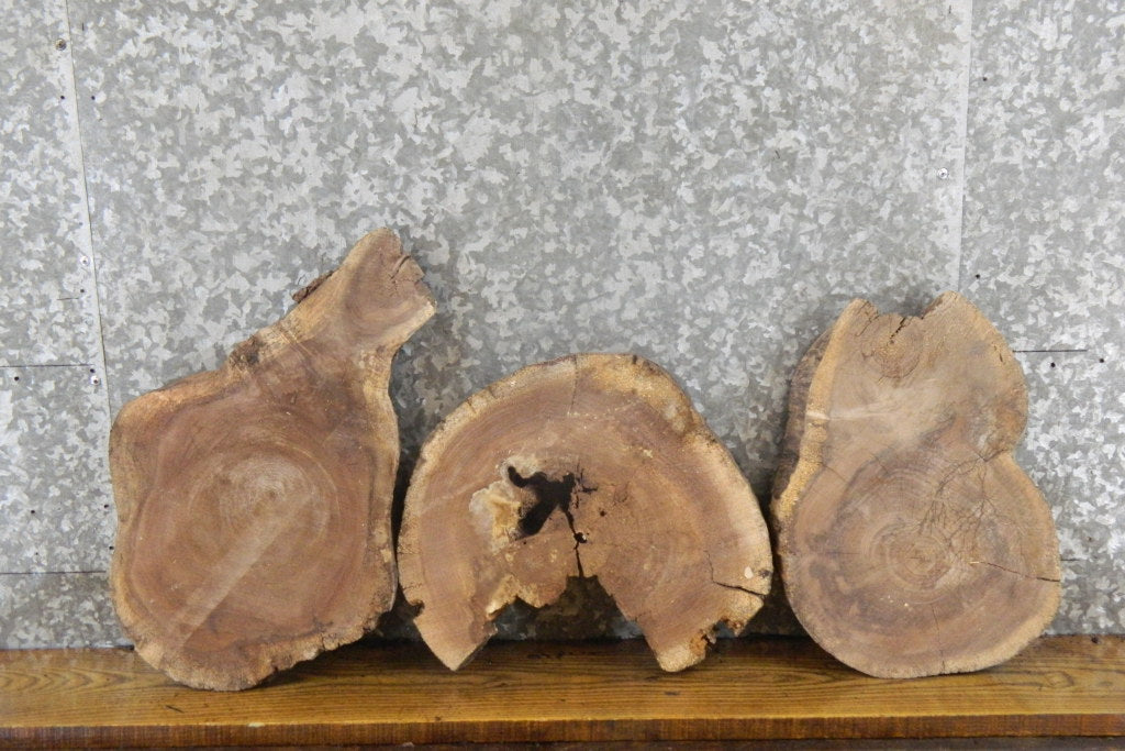 3- Black Walnut Round Cut Live Edge Craft Pack Wood Slabs 247