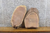 Thumbnail for 2- Salvaged Live Edge Black Walnut Oval Cut Taxidermy Base Slabs 40291-40292