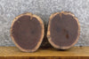 Thumbnail for 2- Round Cut Live Edge Rustic Black Walnut Taxidermy Bases 40293-40294