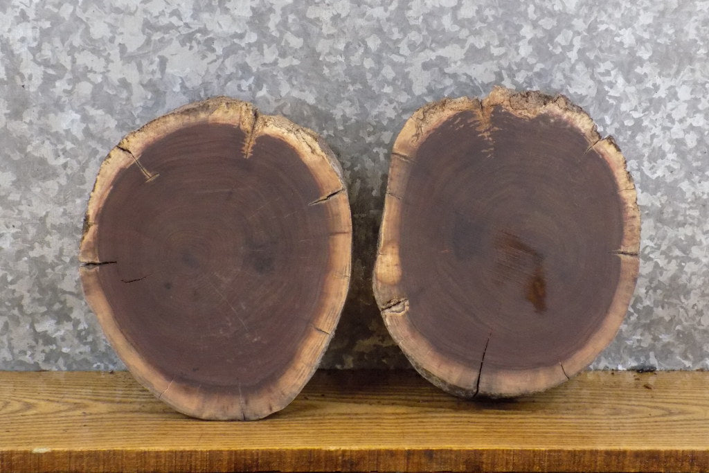 2- Round Cut Live Edge Rustic Black Walnut Taxidermy Bases 40293-40294