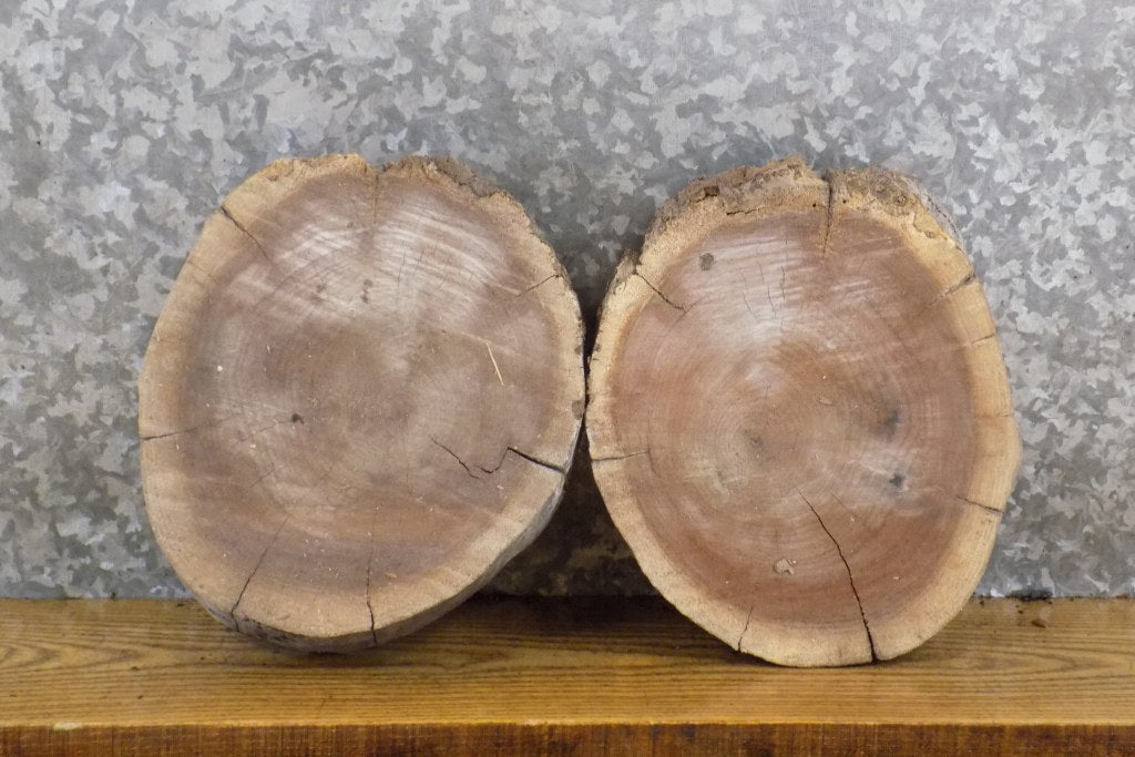 2- Round Cut Live Edge Rustic Black Walnut Taxidermy Bases 40293-40294