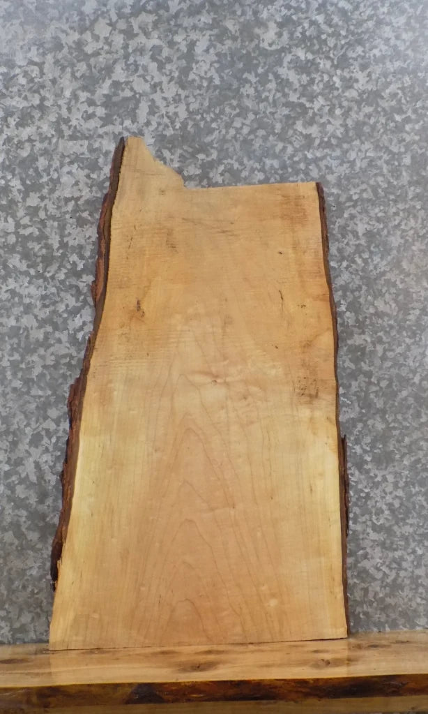 Live Edge Maple Taxidermy Mount/End Table Top Slab 40315