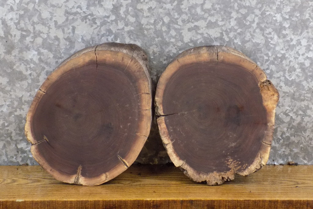 2- Salvaged Live Edge Black Walnut Round Cut Craft Pack Slabs 40349-40350