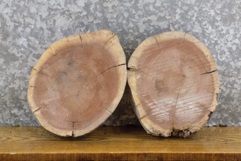 2- Salvaged Live Edge Black Walnut Round Cut Craft Pack Slabs 40349-40350