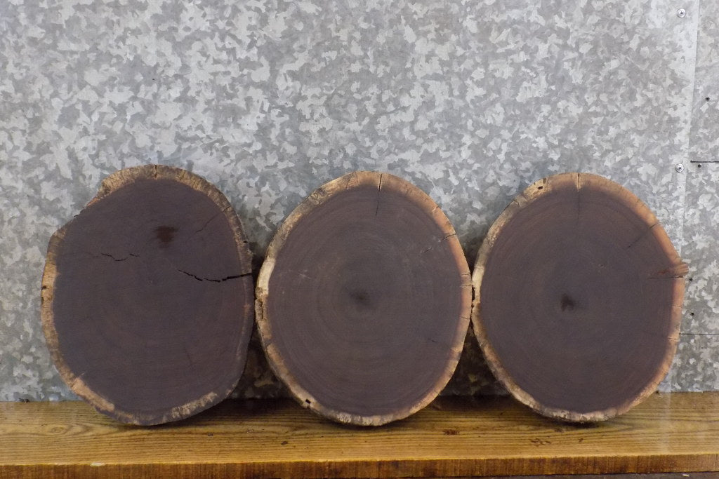 3- Round Cut Salvaged Live Edge Black Walnut Centerpiece Slabs 40437-40439