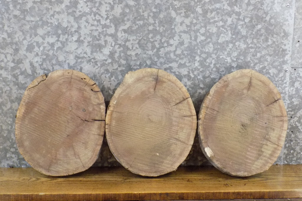 3- Round Cut Reclaimed Live Edge Black Walnut Clock Plaque Slabs 40440-40442