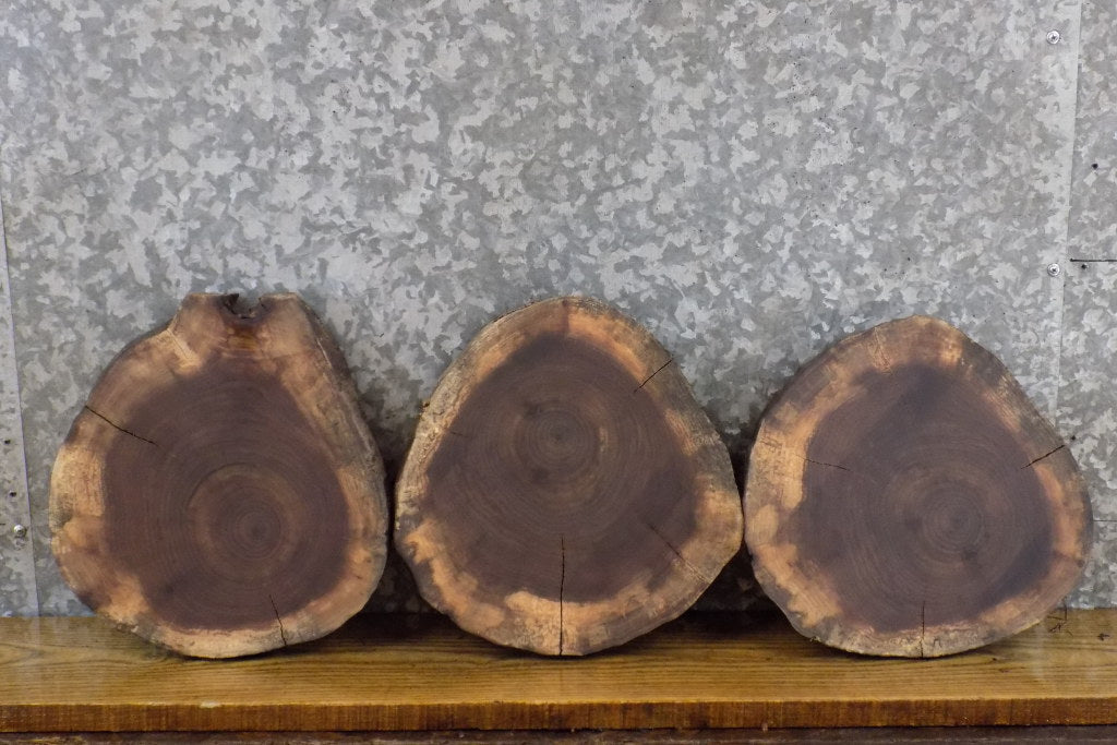 3- Salvaged Round Cut Live Edge Black Walnut Craft Pack Slabs 40460