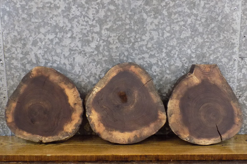 3- Reclaimed Round Cut Live Edge Black Walnut Craft Pack Slabs 40468