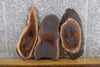 Thumbnail for 3- Oval Cut Salvaged Live Edge Black Walnut Taxidermy Bases 40490