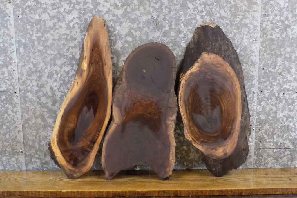 3- Oval Cut Salvaged Live Edge Black Walnut Taxidermy Bases 40490