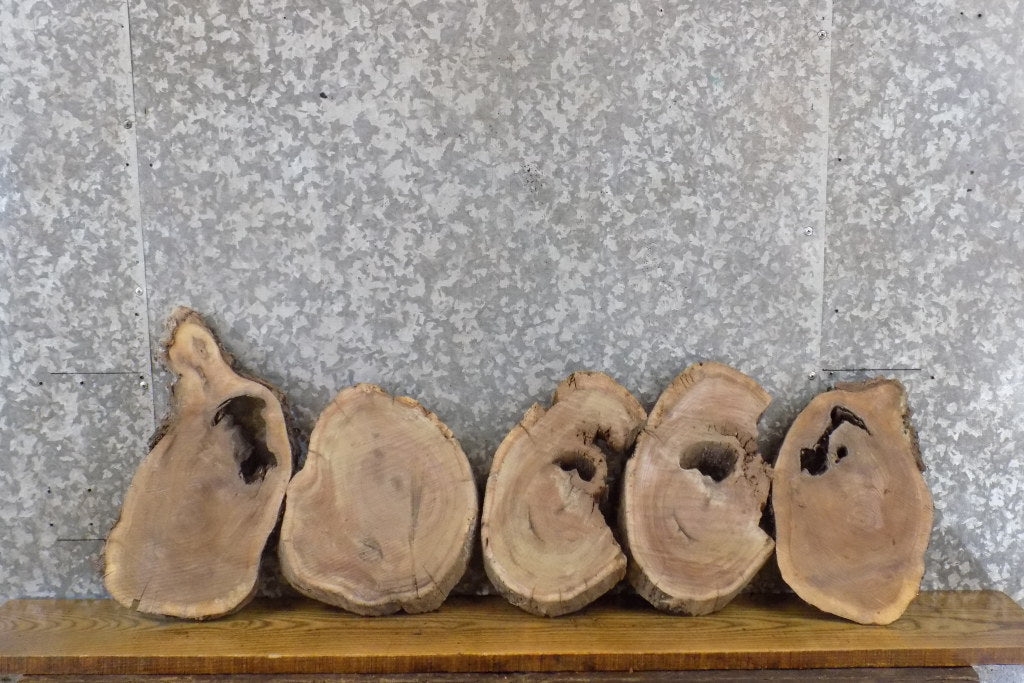 5- Black Walnut Oval Cut Live Edge Craft Pack/Taxidermy Bases 40494