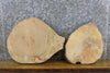 Thumbnail for 2- Rustic Round Cut Live Edge Ash Craft Pack/Taxidermy Bases 40530