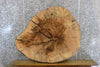 Thumbnail for Salvaged Live Edge Thick/Round Cut Ash Coffee Table Top Slab 42122