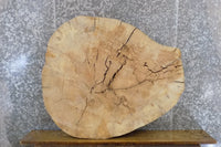 Thumbnail for Salvaged Live Edge Thick/Round Cut Ash Coffee Table Top Slab 42122