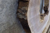 Thumbnail for Black Walnut Round Cut Live Edge Rustic Coffee Table Top Slab 42170