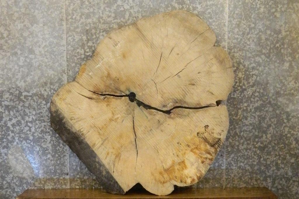 2- Live Edge Round Cut Ash Split Board Slab Halves CLOSEOUT 42226