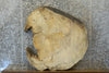 Thumbnail for Live Edge Spalted Maple Round Cut Table Top Slab CLOSEOUT 42313