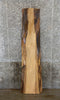 Thumbnail for Live Edge Sycamore Sofa/Coffee Table Top Wood Slab CLOSEOUT 4321