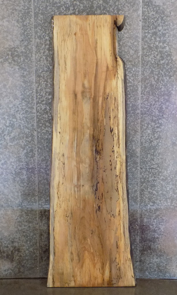 Live Edge Spalted Maple Reclaimed Bar/Reception Table Top Slab 45048