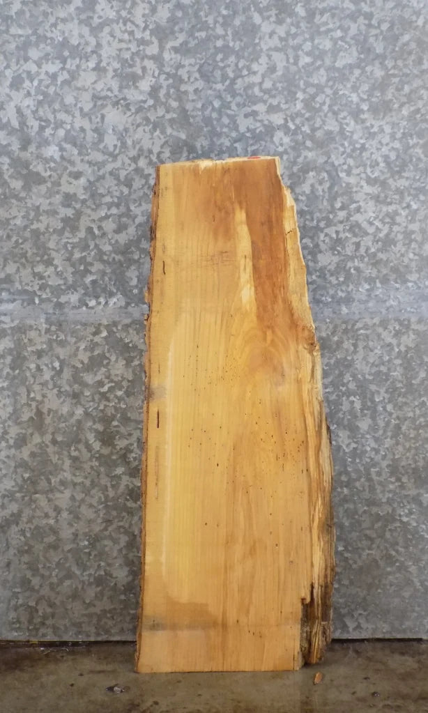 Live Edge Ash Wall Shelf/Accent/End Table Top Slab 4865