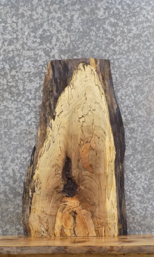 Live Edge Spalted Maple Taxidermy Mount/Wall Art Slab 5299