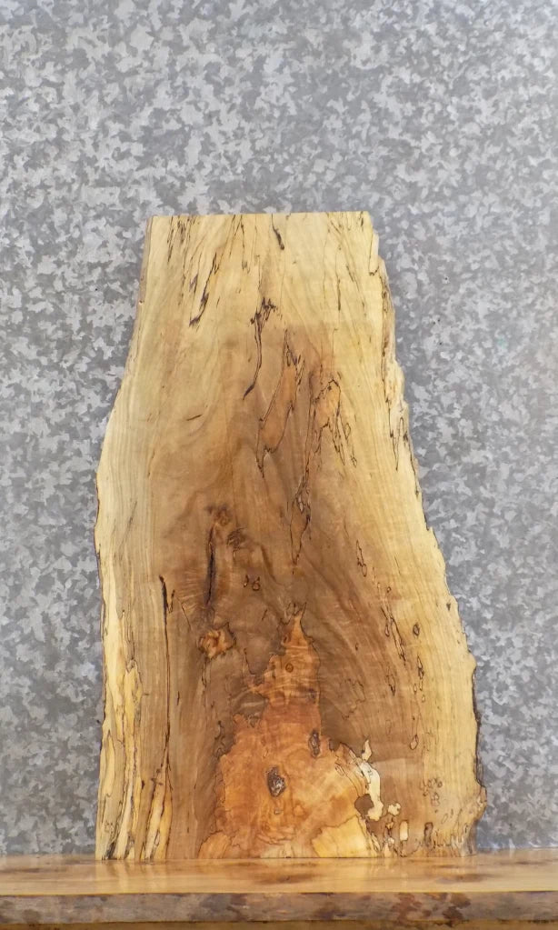Live Edge Spalted Maple Taxidermy Mount/Wall Art Slab 5299