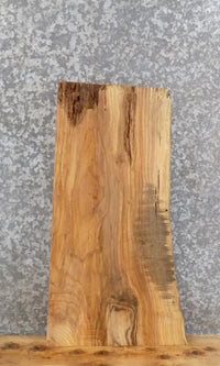 Thumbnail for Live Edge Ash Taxidermy Mount/Coffee Table Top Slab 5333