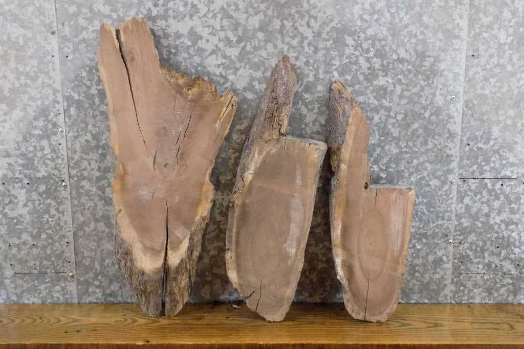 3- Oval Cut Live Edge Black Walnut Craft Pack/Taxidermy Bases 6218-6220