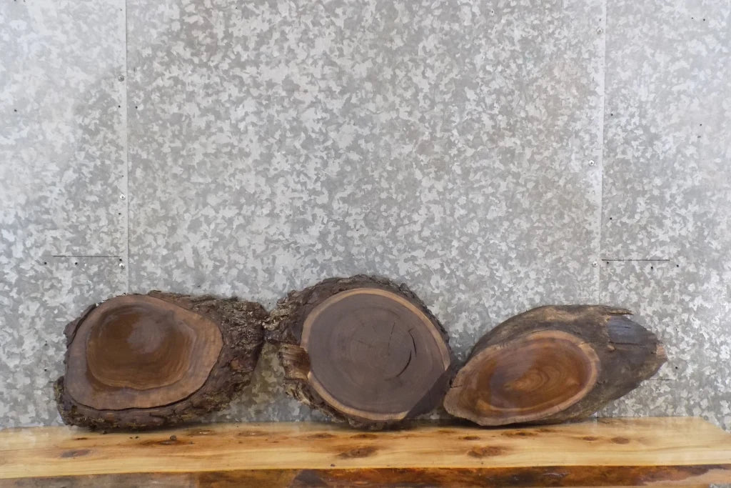 3- Live Edge Oval Cut Black Walnut Taxidermy Mount/Wall Art Slabs 14540-14542