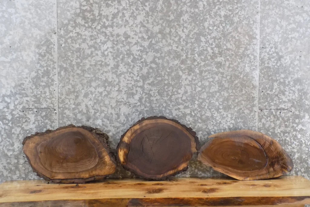 3- Live Edge Oval Cut Black Walnut Taxidermy Mount/Wall Art Slabs 14540-14542