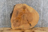 Thumbnail for Live Edge Round Cut Ash End/Accent/Coffee Table Top Slab 6462