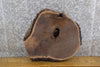 Thumbnail for Black Walnut Round Cut Live Edge Table Top/Night Stand Slab 6472