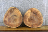 Thumbnail for 2- Live Edge Ash Round Cut Epoxy Project Wood Slabs 6621-6622