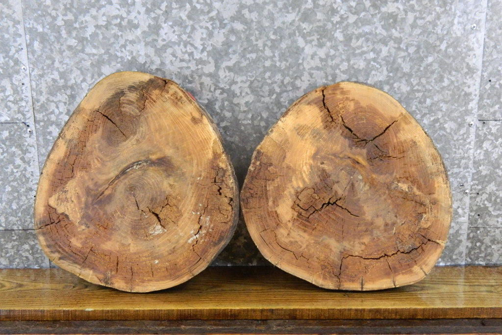 2- Live Edge Ash Round Cut Epoxy Project Wood Slabs 6621-6622