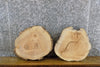 Thumbnail for 2- Natural Edge Round Cut Ash Epoxy Project/Craft Pack Slabs 6681-6682