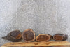 Thumbnail for 4- Live Edge Black Walnut Oval Cut Tree Slices/Taxidermy Mounts 6718-6721