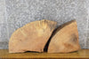 Thumbnail for 2- Round/Oval Cut Live Edge Ash Rustic Craft Pack Wood Slabs 6731-6732