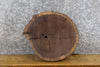 Thumbnail for Black Walnut Rustic Live Edge Round Cut Taxidermy Base Slab 6772