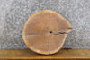 Thumbnail for Black Walnut Rustic Live Edge Round Cut Taxidermy Base Slab 6772