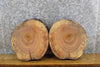 Thumbnail for 2- Salvaged Round Cut Live Edge Ash Display Stand Base Slabs 6829-6830