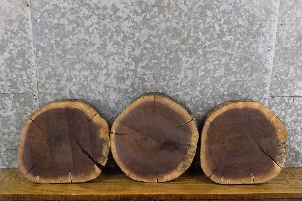 3- Natural Edge Black Walnut Round Cut Centerpiece Wood Slabs 6967-6969