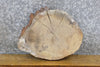 Thumbnail for Natural Edge White Oak Rustic Round Cut Clock Plaque Slab 7396