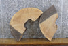 Thumbnail for 2- White Oak Oval Cut Live Edge Rustic Craft Pack/Taxidermy Bases 7428-7429