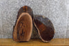 Thumbnail for 2- Salvaged Oval Cut Live Edge Black Walnut Taxidermy Base Slabs 7466-7467