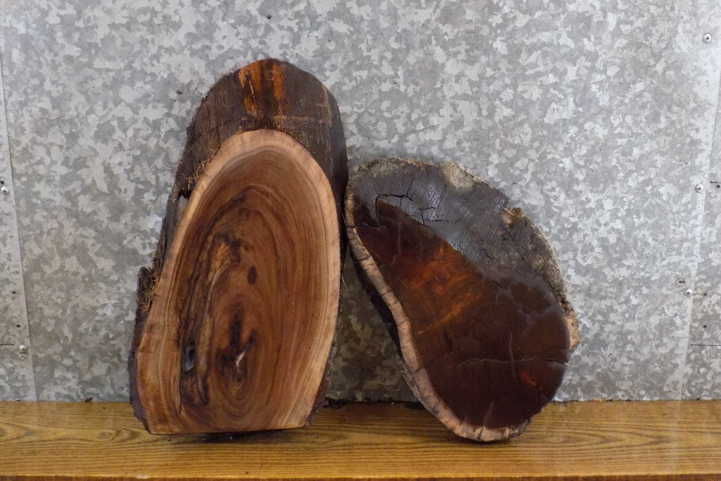 2- Salvaged Oval Cut Live Edge Black Walnut Taxidermy Base Slabs 7466-7467