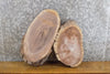 Thumbnail for 2- Salvaged Oval Cut Live Edge Black Walnut Taxidermy Base Slabs 7466-7467