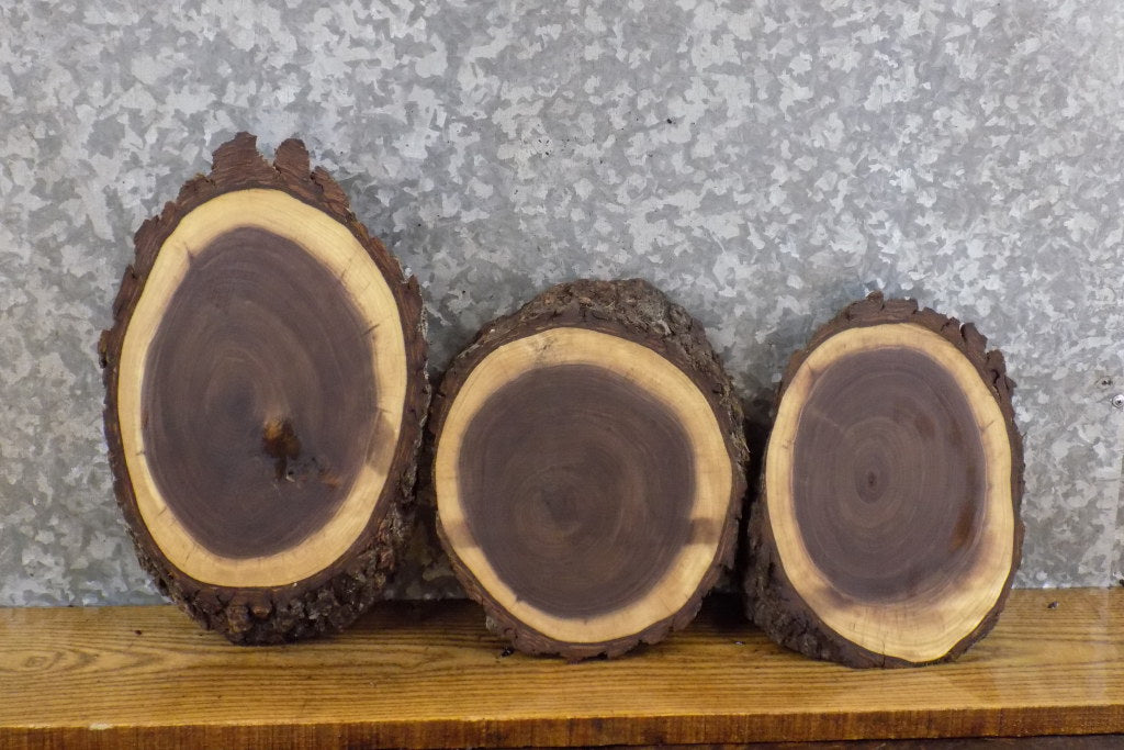 3- Live Edge Black Walnut Oval Cut Taxidermy Bases/Craft Pack 778