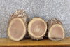 Thumbnail for 3- Live Edge Black Walnut Oval Cut Taxidermy Bases/Craft Pack 778