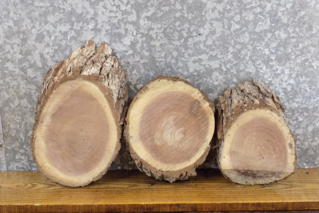 3- Live Edge Black Walnut Oval Cut Taxidermy Bases/Craft Pack 778